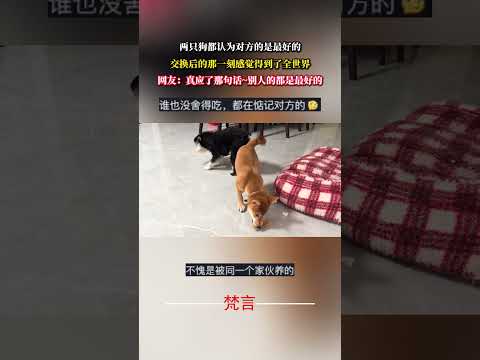 兩隻狗都認為對方的是最好的 交換後的那一刻感覺得到了全世界 狗狗 萌寵 意外 有趣 萬萬沒想到 搞笑 dog pets…