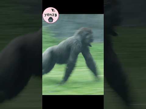 Jabali雨中滾草地跑步拍地坐水池上 gorilla gorillatag taipeizoo 金剛猩猩 台北市立動…
