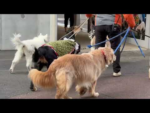 ワンコ 午後の部出勤！　ふれあいドッグパーク　那須どうぶつ王国にて　2026年1月2日 サムネイル
