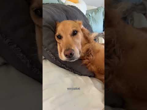 coming home to my golden retriever🥵 goldenretreiver dog ind… サムネイル