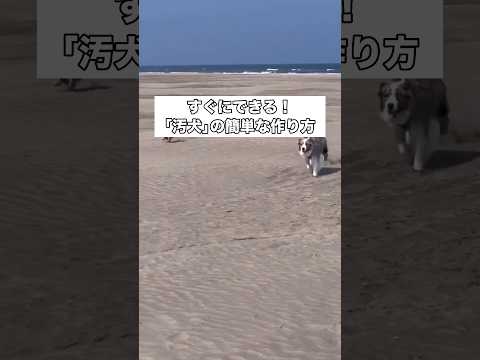 前回あまりにも楽しそうだったからまた海に連れてきて今回は砂遊びを堪能😅 シェパード ミニチュアアメリカンシェパード 大… サムネイル