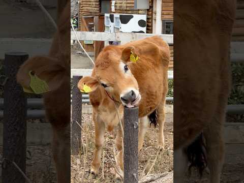 shorts かわいいモンちゃん　乳牛コーナー　埼玉県こども動物自然公園にて　2026年3月6日 サムネイル