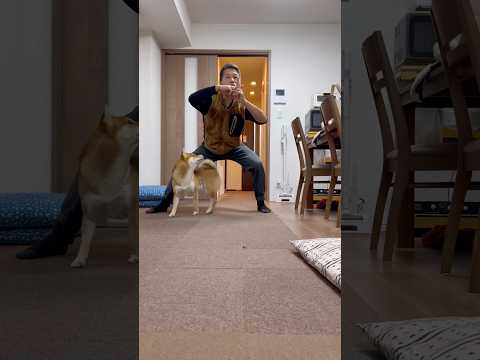 柴犬とん君と流行りの曲で踊ってみた　#柴犬　#柴犬とん サムネイル