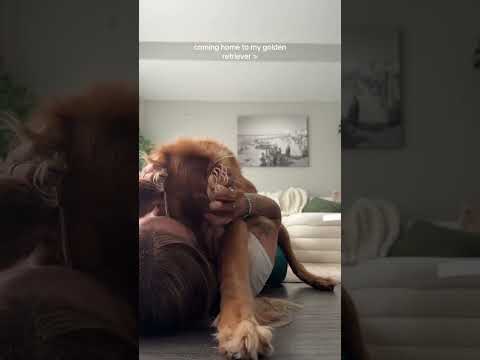 Bikini Try-On Haul 116 :| 4K Transparent Lingerie & See-Thr… サムネイル