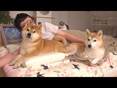 お泊まりに来た柴犬、早朝にまさかの出来事が。 サムネイル