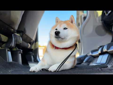 ひょいっ。 サムネイル