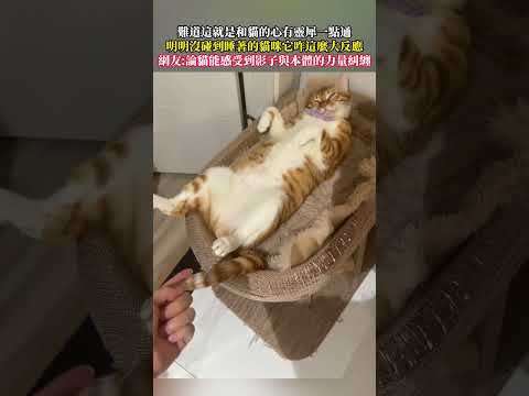難道這就是和貓的心有靈犀一點通明明沒碰到睡著的貓咪它咋這麼大反應 貓 萌寵 意外 有趣 cat pets funny…