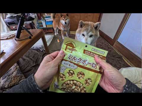 2026年4月7日(火) 耳心地の良いミルクボーロをお届け asmr サムネイル