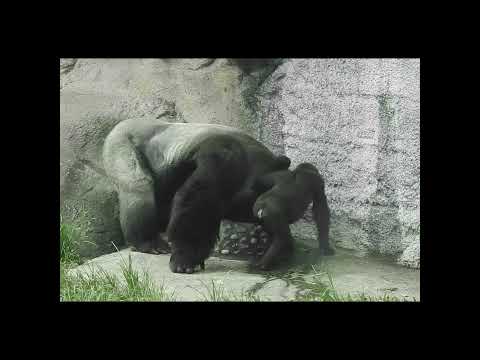 stay hydrated.Gorilla D'jeeco family.Jabali 2y9m old .Ringo… サムネイル