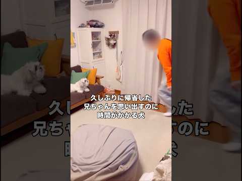 4ヶ月ぶりに帰ってきたお兄ちゃんが誰かわからず思い出すのに時間がかかった犬 シーズー シーズー犬 もふもふ犬 感動の再会