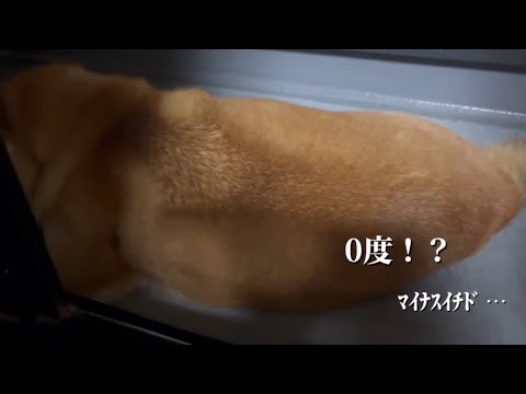柴犬福 寒空の下で黄昏ていたら母に戻るよう諭された柴犬🤣Why here🤣 サムネイル