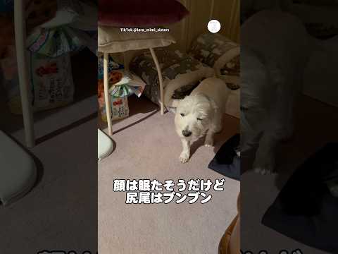 眠くて半目でも、お出迎えだけは欠かさない犬　　ウエストハイランドホワイトテリア 犬　かわいい犬 かわいい お出迎え サムネイル