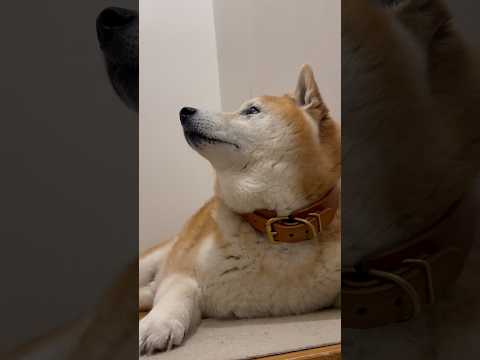 柴犬福 兄を出迎える柴犬、至近距離ver.🤣Bro and Shiba🤣兄と柴 shorts japanesedog… サムネイル