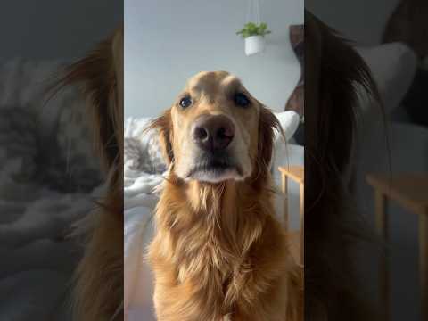 chatting with chids goldenretriever viral trandingshorts vi…