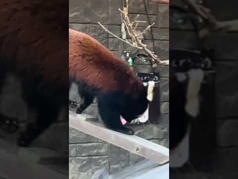 shorts 初めましてランマルくん　レッサーパンダ　浜松市動物園　2026年2月14日　IMG 8464 サムネイル