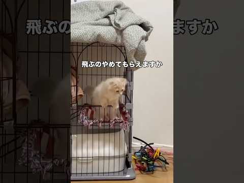 子猫のために絨毯引こうと思ったら大ジャンプされた ミヌエット ミヌエット子猫 短足ミヌエット shorts サムネイル