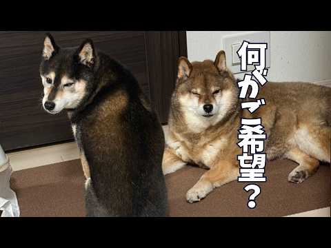 おじさんは柴犬たちの圧に屈するのか？ サムネイル