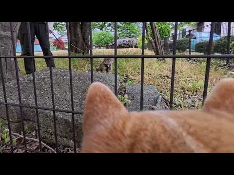🐱にシャー！ってされると喜ぶモモさん サムネイル