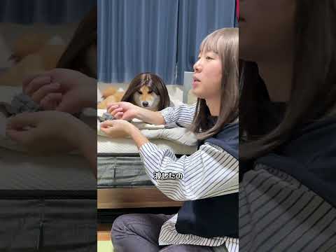 同僚の愚痴を聞くOL 柴犬 shorts サムネイル