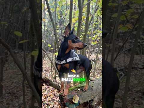 Best 4 Small Guard Dogs That Are Loyal & Fearless shorts do… サムネイル