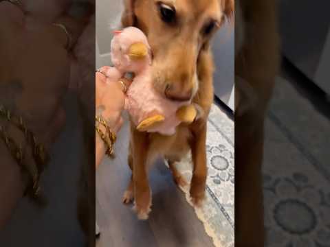 golden retriever puppies for sale🥵india retreiver dog puppy… サムネイル