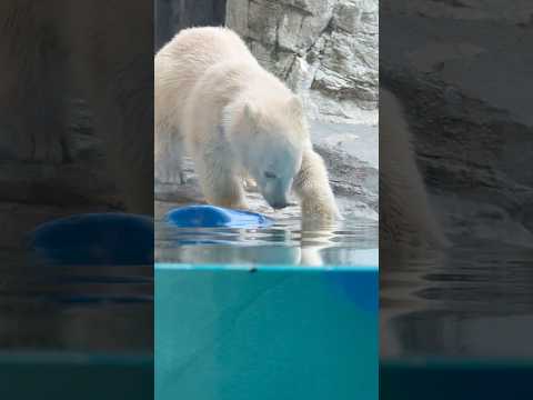 shorts 青いの モモ太が今助けてあげるからネェ〜　  ホッキョクグマの仔　男鹿水族館GAOにて　2026年5月2… サムネイル