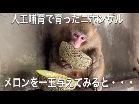 母親に見捨てられ人工哺育で育ったニホンザルのモン吉とモン次。メロンを一玉丸ごと与えてみると意外な反応が！ サムネイル