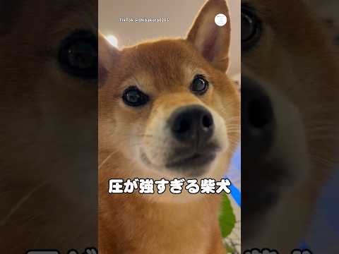 ママと遊びたすぎて圧をかけてくる柴犬　　　　　柴犬　犬　犬のいる暮らし 柴犬のいる暮らし かわいい犬 サムネイル