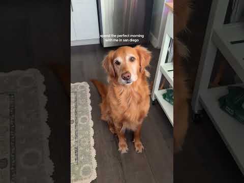 Come to my golden retriever 2026blonde goldenretreiver dogb… サムネイル