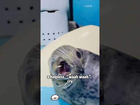 What Happens If You Never Ever Pet a Seal’s Tail?animals pe… サムネイル