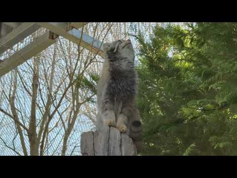 ナゴムくん 登った🤭　マヌルネコ　那須どうぶつ王国にて　2026年4月11日 サムネイル