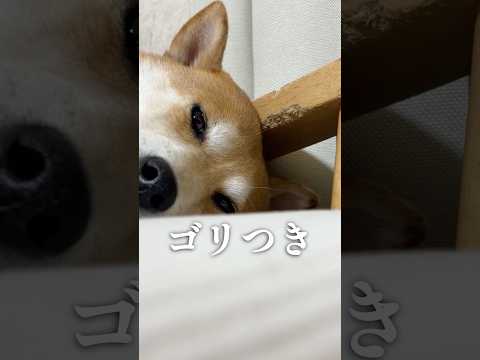 匠のワザが光る柴犬こむぎ サムネイル