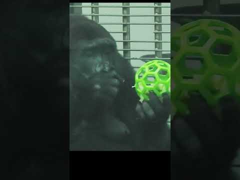 gorilla Iriki 15y6m old.dinner.slow Feeder Ball.shorts.I室內晚… サムネイル