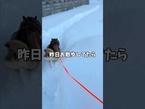 散歩中突然の声かけに焦る🐕柴犬😨 サムネイル