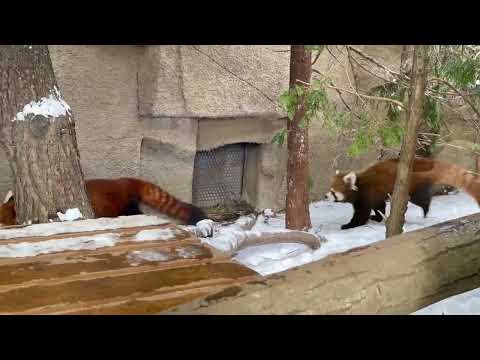 グミママに奇襲をかけるモナカちゃん　レッサーパンダ　那須どうぶつ王国にて　2026年1月9日 サムネイル