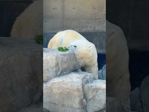 shorts ボク ブロッコリー🥦も大好き💕　  豪太くんの  ホッキョクグマガイド　男鹿水族館GAOにて　2026年… サムネイル