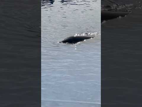 shorts 漂っているのはステラさん　須磨シーワールド　2025年12月30日 サムネイル