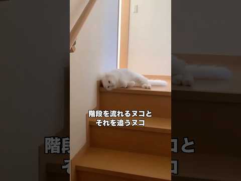 液体のように階段を流れるヌコとそれを追いかけるヌコ 猫 白猫 猫は液体 shorts サムネイル
