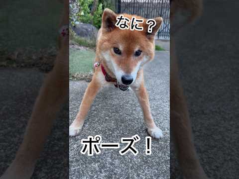 ’26.5.1 雨上がりの力丸… 柴犬 shibainu 柴犬のいる暮らし 柴犬の日常 走る犬 カメラ目線 力丸 サムネイル
