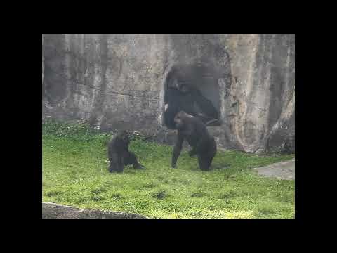 gorilla Tayari 15y2 old mom & son Jabali 5y6m old shorts T搥…