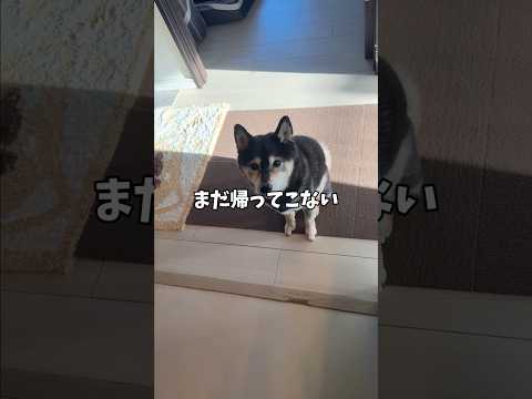 帰ってこない！大好きな飼い主不在に黒柴が思うこと・・・ サムネイル