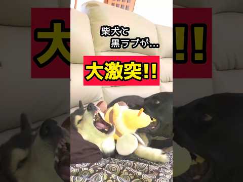 蓋が閉まらない謎のBOXを開封したら、我が家がカオスに