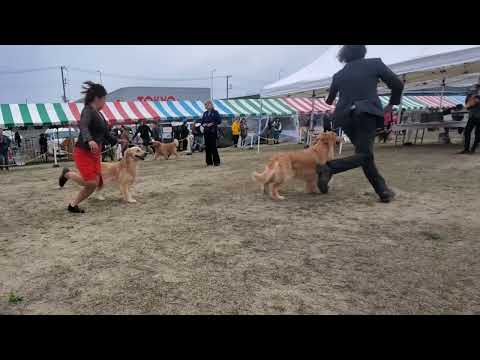 大阪東八尾愛犬クラブ展 ゴールデンレトリバー BOB決定まで フクマル君BOB イロハBOS サムネイル