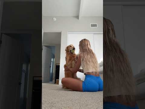 coming home to my golden retriever🥵goldenretreivers dog pup… サムネイル