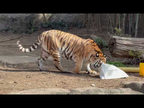 サーシャちゃん タイヤさんは水に漬けたまま他のグッズを再チェック☺️ アムールトラ　浜松市動物園にて　2026年2月1… サムネイル