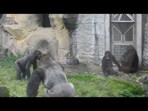 gorilla D'jeeco family互動休息等待下班/ Ringo因Jabali打擾喝奶大叫.J不想跟R玩/…