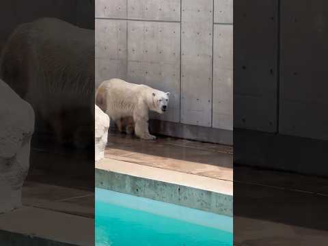 shorts 豪太父ちゃん　ホッキョクグマ　男鹿水族館GAO 2026年4月30日 サムネイル