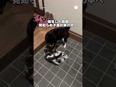 柴犬の散歩前、玄関に現れた子猫…その後家族になりました。　柴犬　黒柴　保護猫　犬のいる暮らし 犬のいる暮らし サムネイル