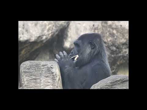 chest beating.gorilla Tayari 14y10m old. shorts .T搥胸 12-24 サムネイル