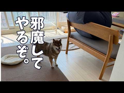 いなくなろうとする飼い主をなん度も引き止める柴犬